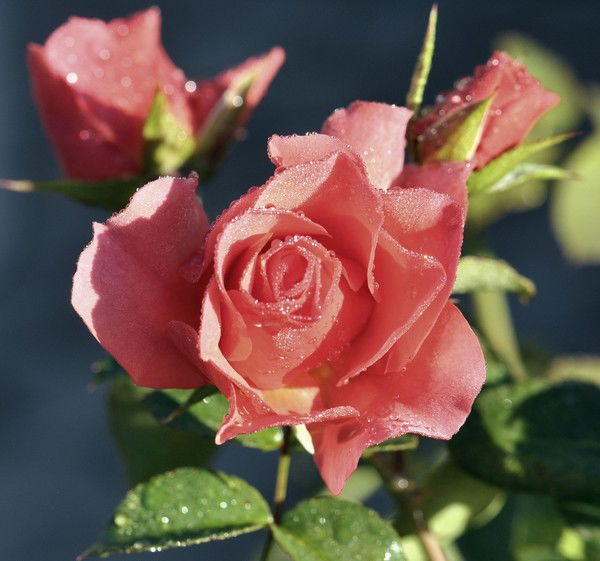 Наталья Бондарева