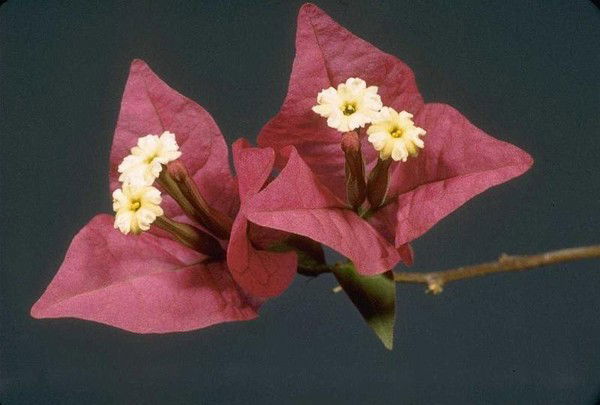 Светлана Дюсемалиева