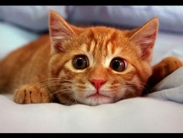 Босс Барбос