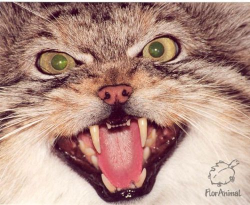 Ольга Сергеева