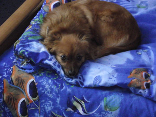 Елена Лысак