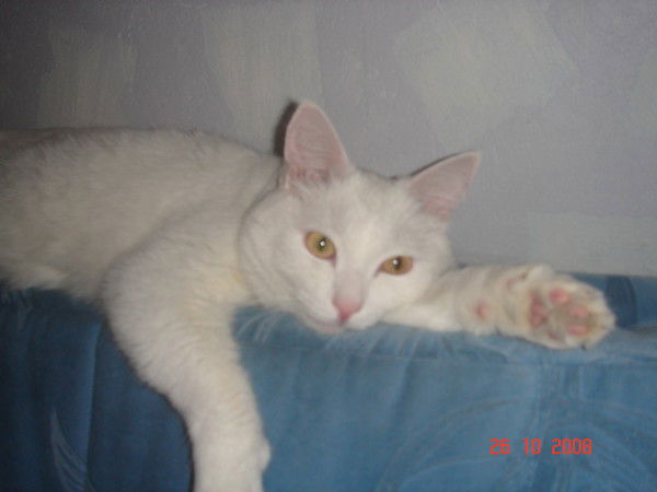 Татьяна Костина