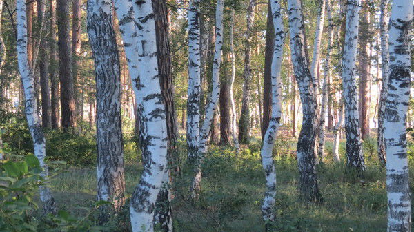 Светлана Адиетова