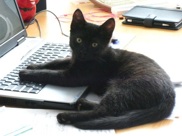 Александра Хоменко