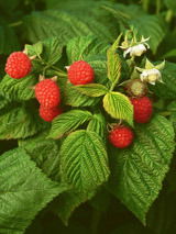 Сенем Оразова