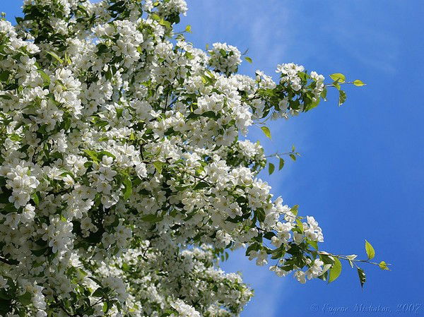 Гульнара Асмандиярова