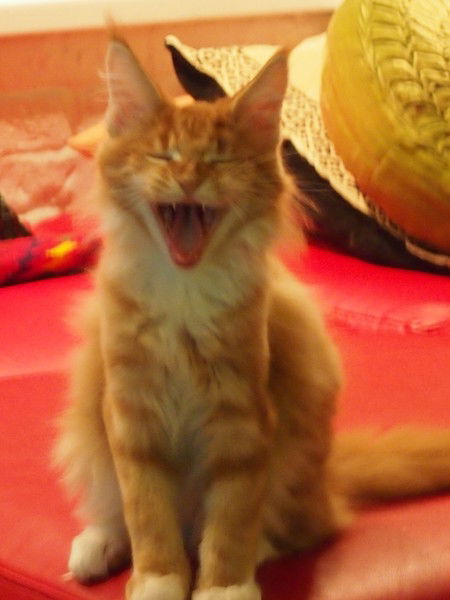 Андрей Огородников