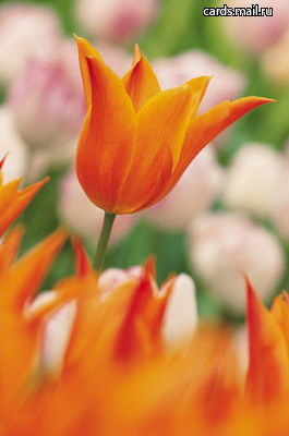 Сауле Касымова