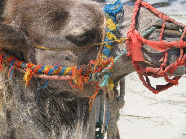 Андрей Семенцов