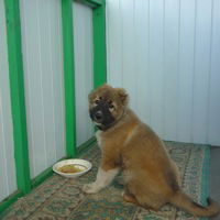 Настюшка Ки