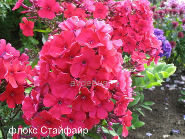 Лариса Сазонова