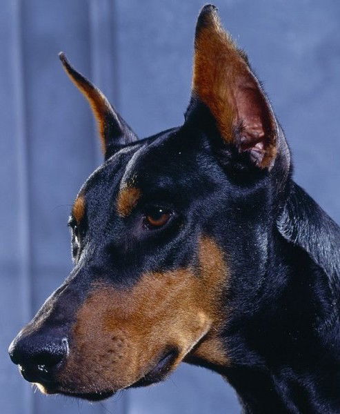 Моника Мамина