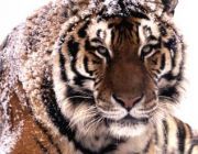 Артём Назаров