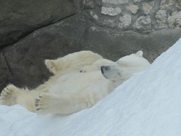 Михаил Козлов