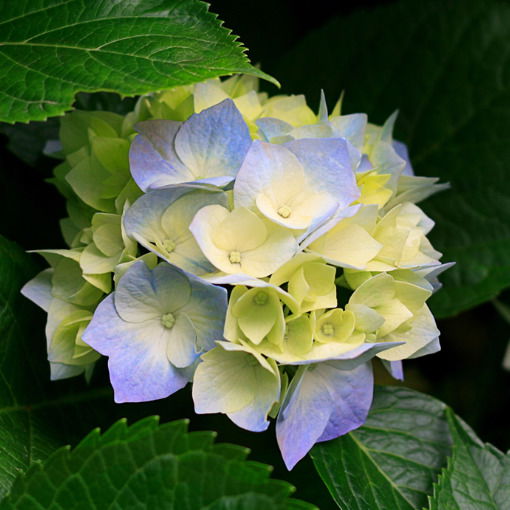 Галина Борозинец