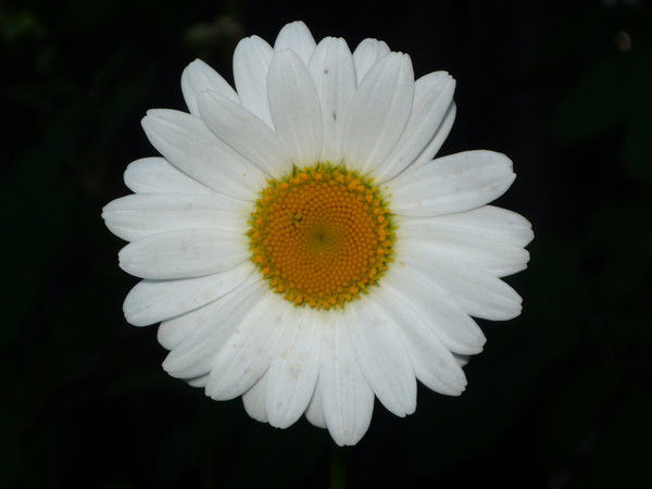 Александр Николаевич Легостаев