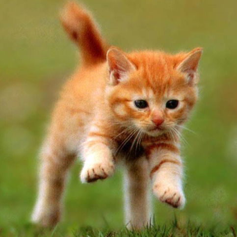 Содж Правильный