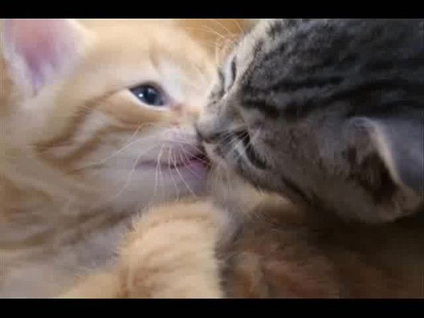 Поцелуй Кошечек