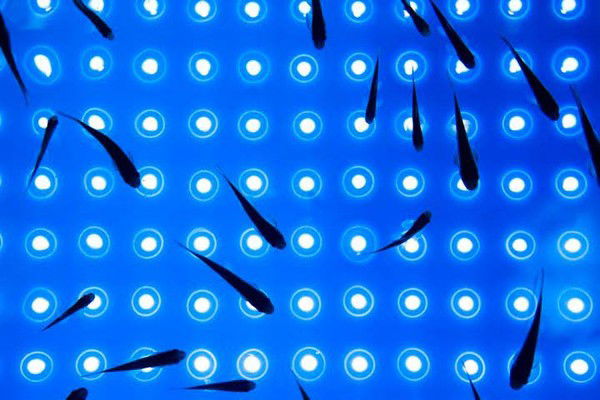 Дмитрий Хитрин