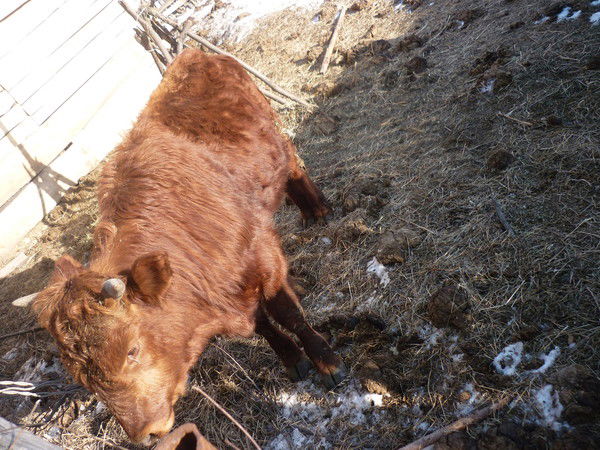 Данька Саврулин