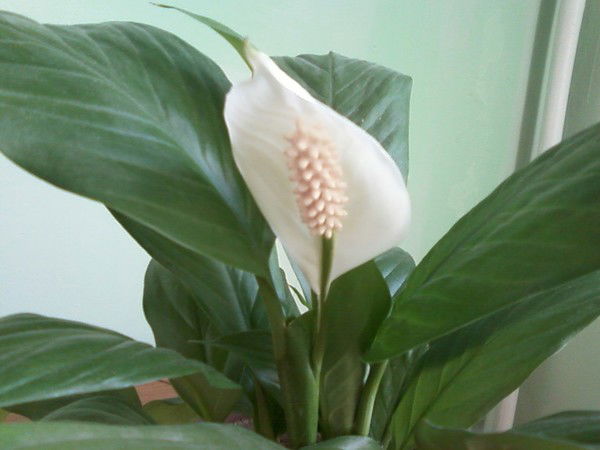 Газиза Бакировна Байниязова