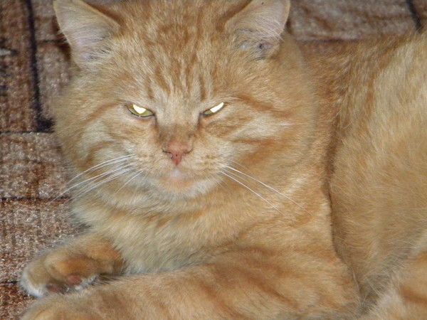 Александр Казаков