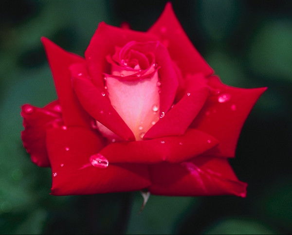 Снежана Котова