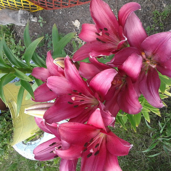 Ольга Димитриева