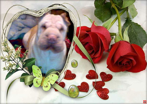 Анжела Савенко