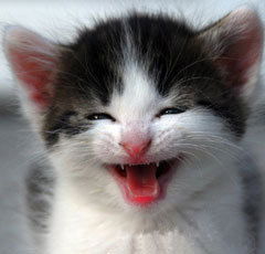 Людмила Шибанова