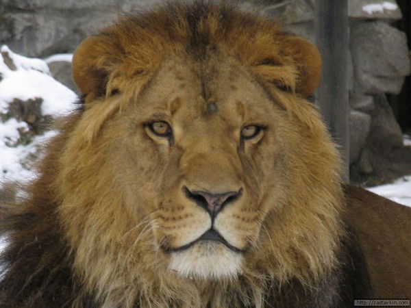 Эдем Меметов