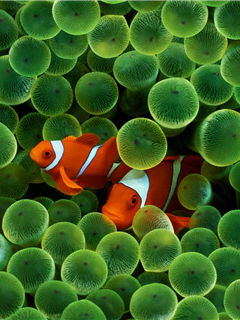 Светлана Туркав