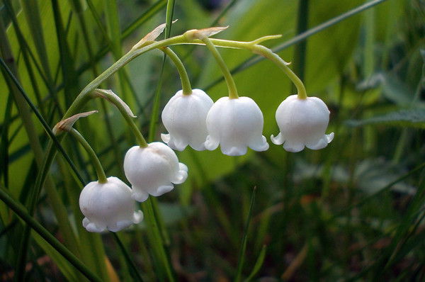 Секретариат Брс