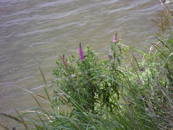 Владимир Волошин