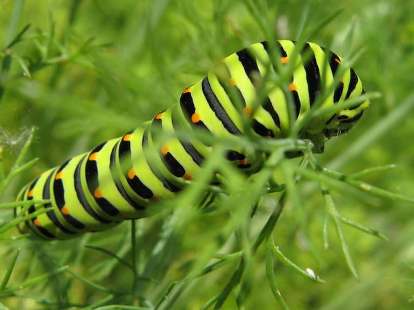 Селиванов Андрей