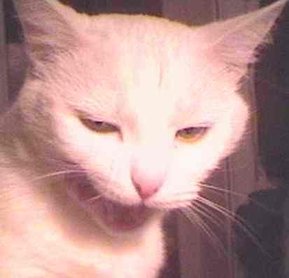 Елена Михайлова