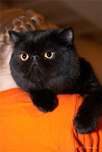 Анатолий Матков