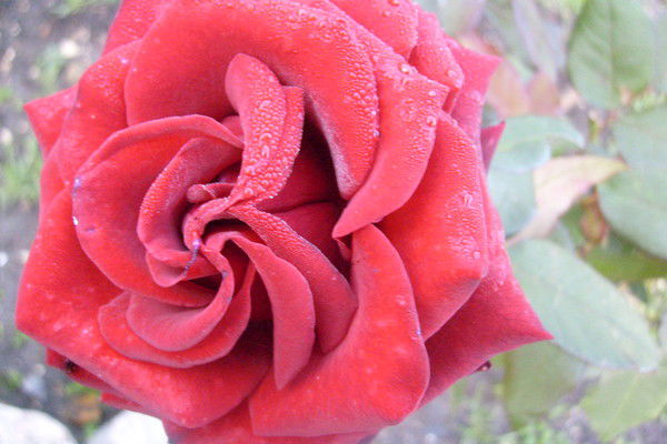 Валентина Красавцева