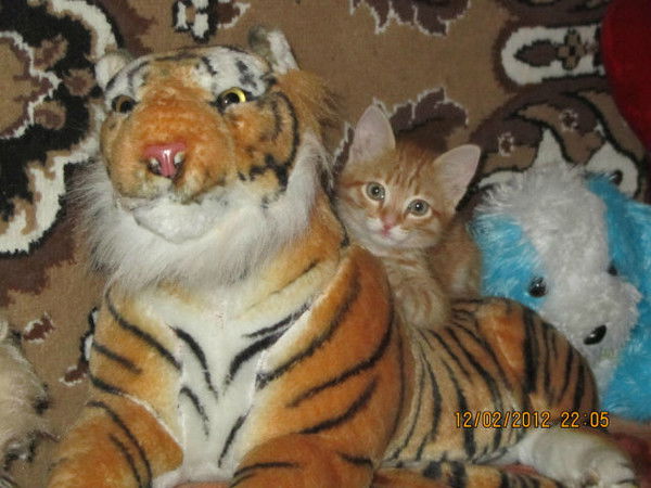 Наиля Шуртина