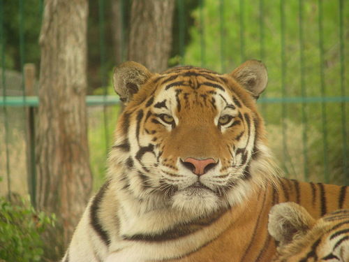 Михаил Серебряков