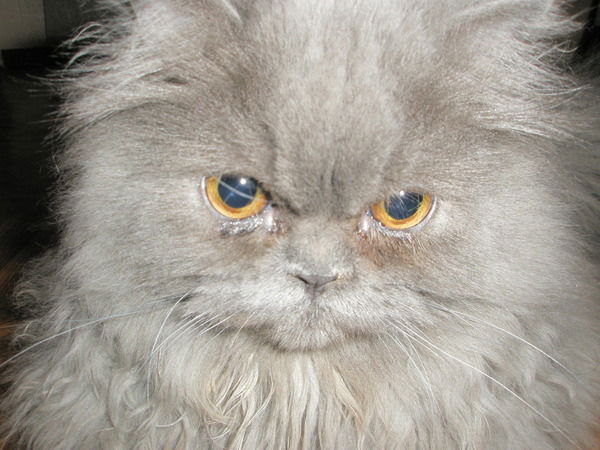 Александр Киселев