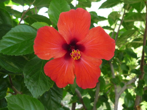 Ахмет Нигматуллин