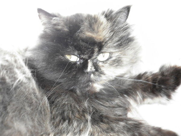 Марина Гавришина