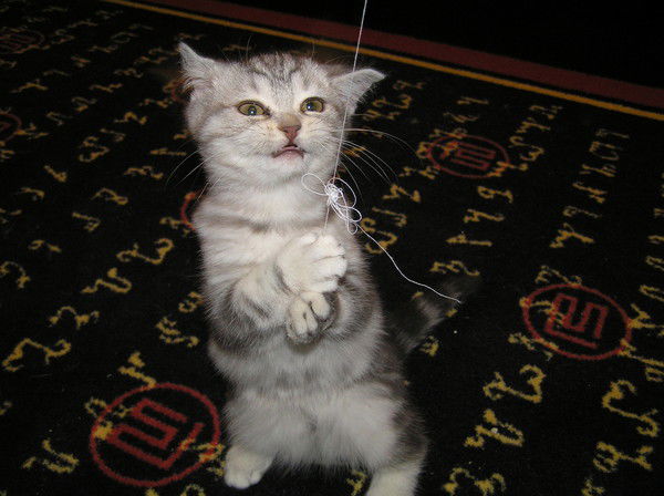 Людмила Шорохова