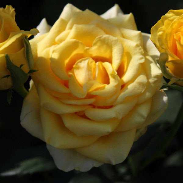 Елена Вихтевская