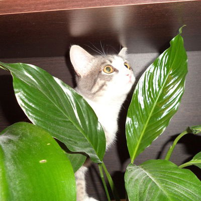 Дарья Волкова