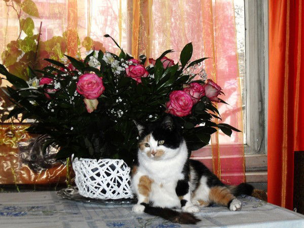 Евгения Мышкина