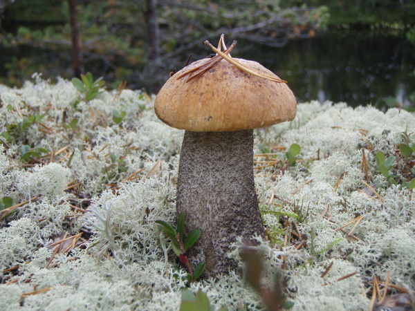 Наталья Кириллова