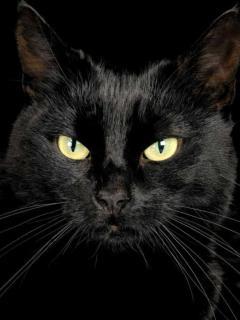 Кот Чёрный