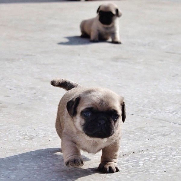 Вера Макарова